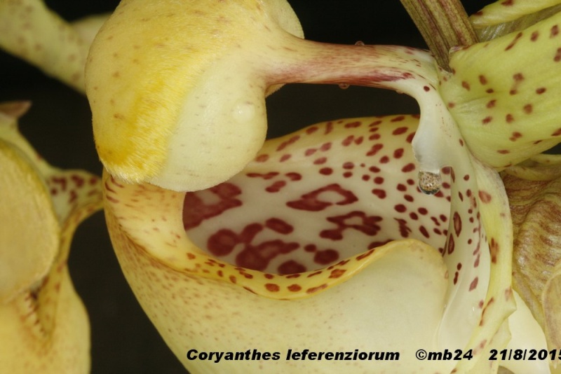 Coryanthes leferenziorum Coryan16