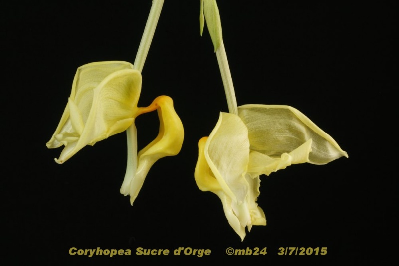Coryhopea Sucre d'Orge Coryho10