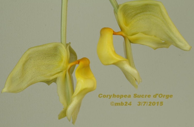 Coryhopea Sucre d'Orge Coryho11