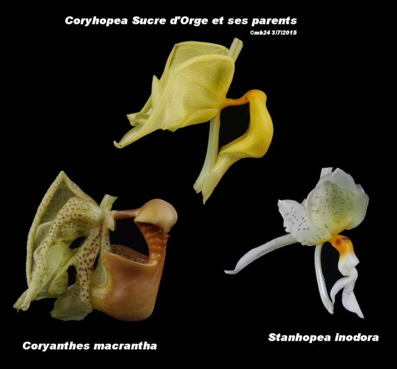 Coryhopea Sucre d'Orge Coryho12