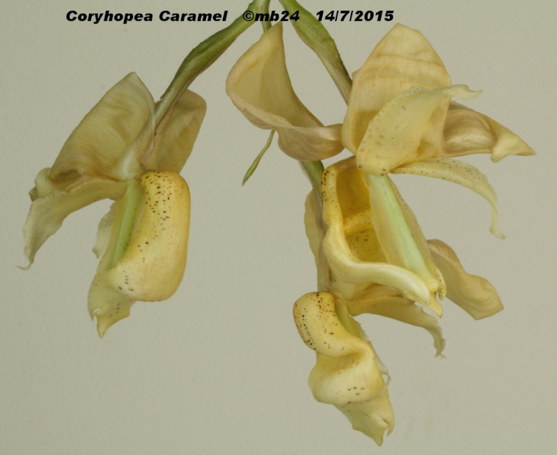 Coryhopea Caramel Coryho15