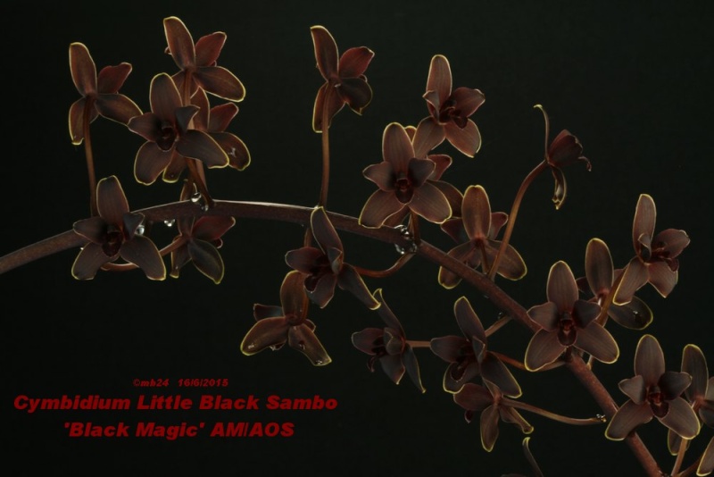 Cymbidium Little Black Sambo 'Black Magic' AM/AOS Cymbid14