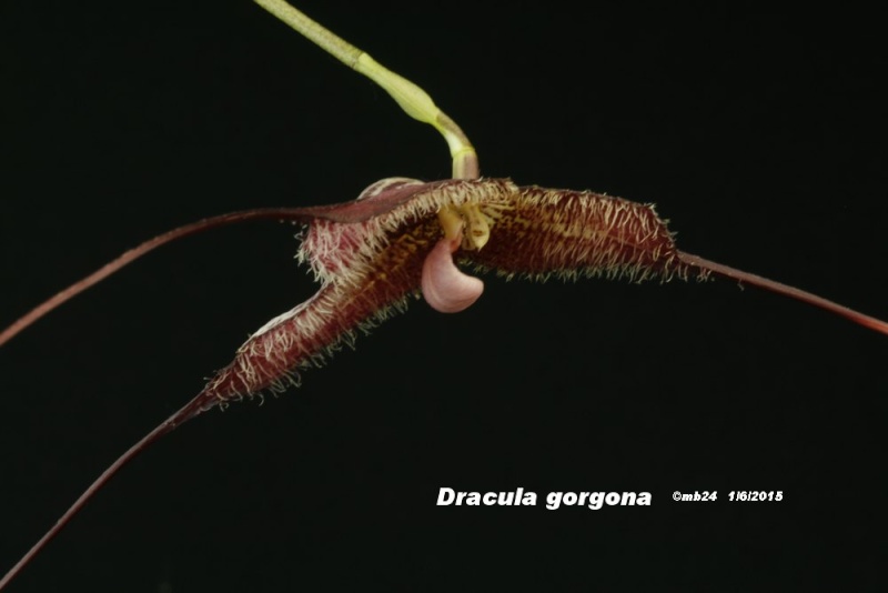 Dracula gorgona Dracul11