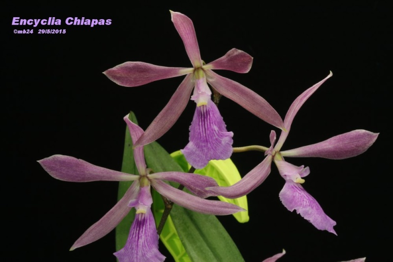 Encyclia Chiapas (adenocaula x cordigera) Encycl11