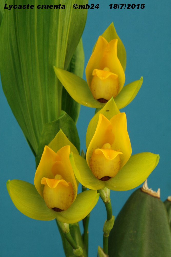 Lycaste cruenta Lycast20