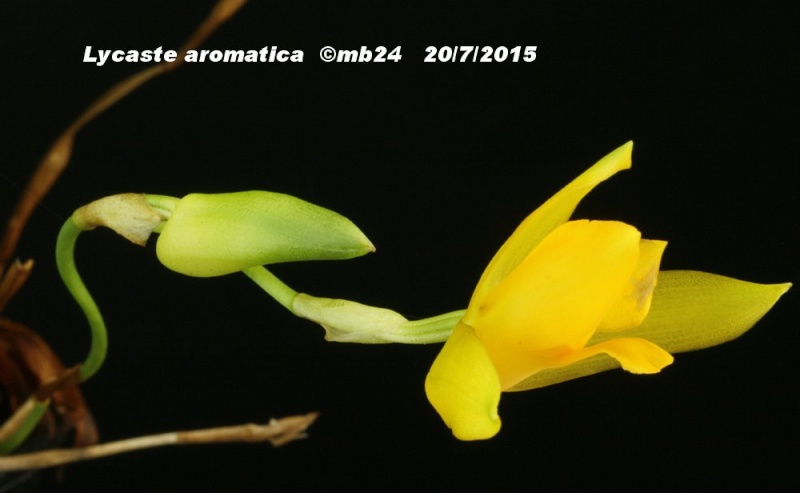 Lycaste aromatica Lycast22