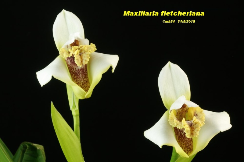 Maxillaria fletcheriana Maxill10