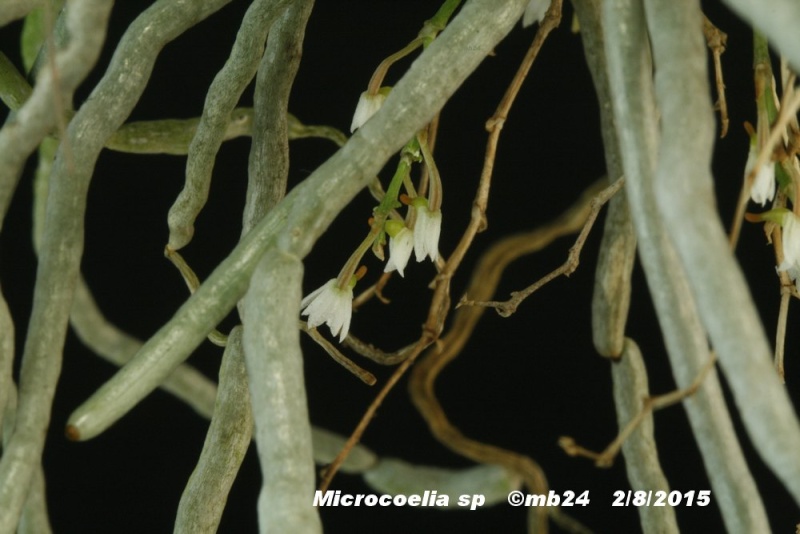 [résolu]Microcoelia globulosa Microc11
