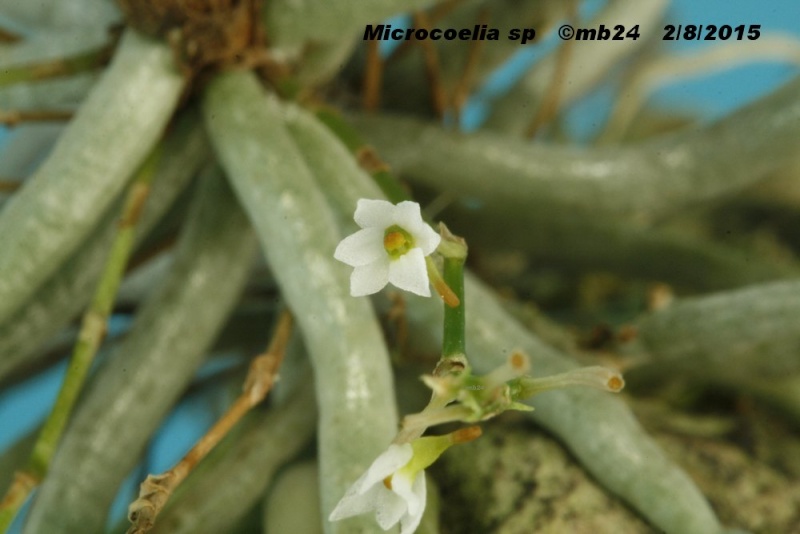 [résolu]Microcoelia globulosa Microc12
