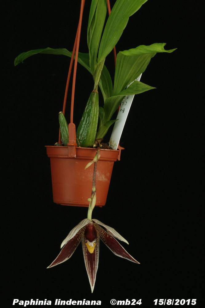 Paphinia lindeniana Paphin12