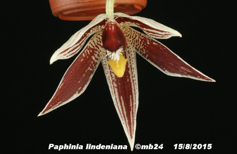 Paphinia lindeniana Paphin13