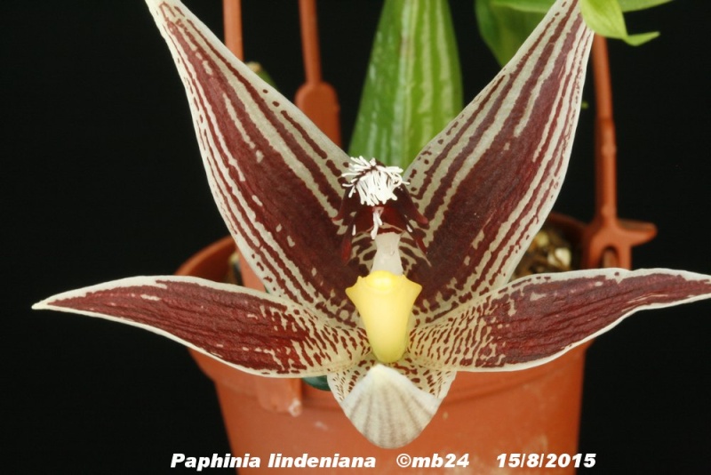 Paphinia lindeniana Paphin14