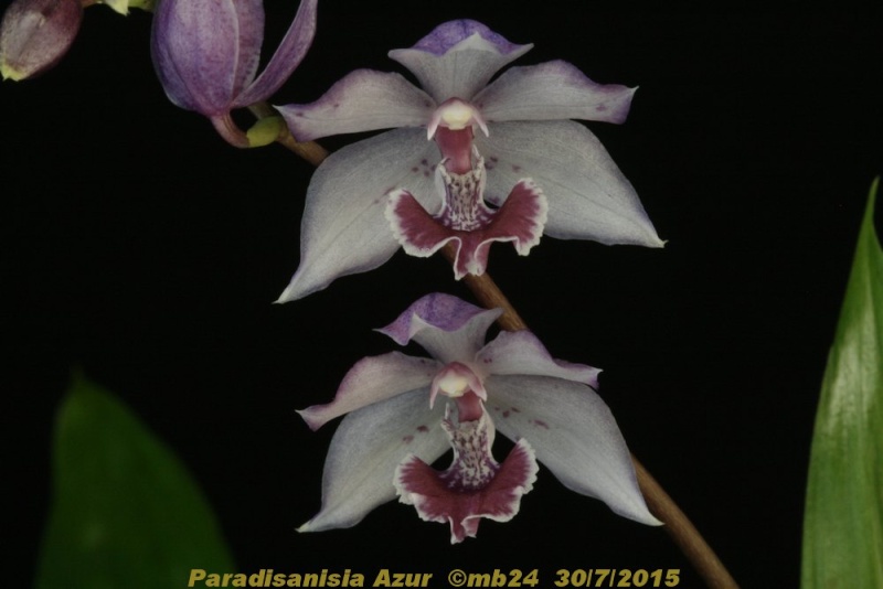 Paradisanisia Azur [Aganisia (Acacallis) cyanea x Paradisanthus micranthus] Paradi12