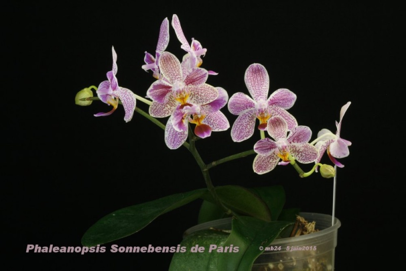Phalaenopsis Sonnebensis de Paris (celebensis x Sonnentau) Phalae14