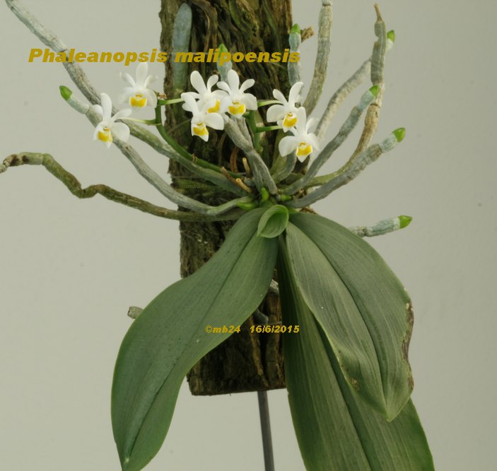 Phalaenopsis malipoensis Phalae17