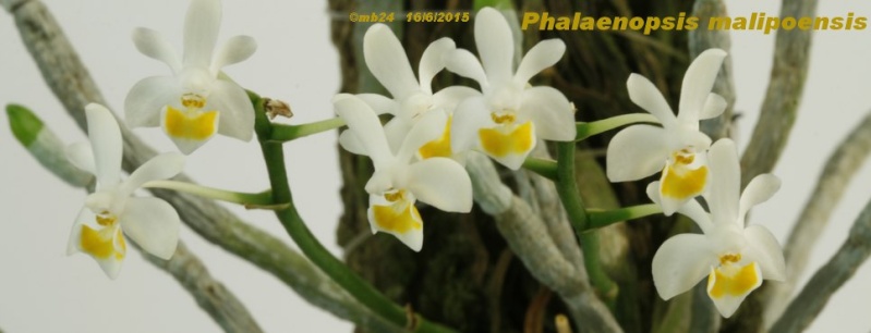 Phalaenopsis malipoensis Phalae18