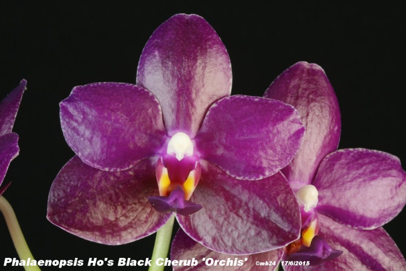 Phalaenopsis Ho's Black Cherub'Orchis' Phalae20