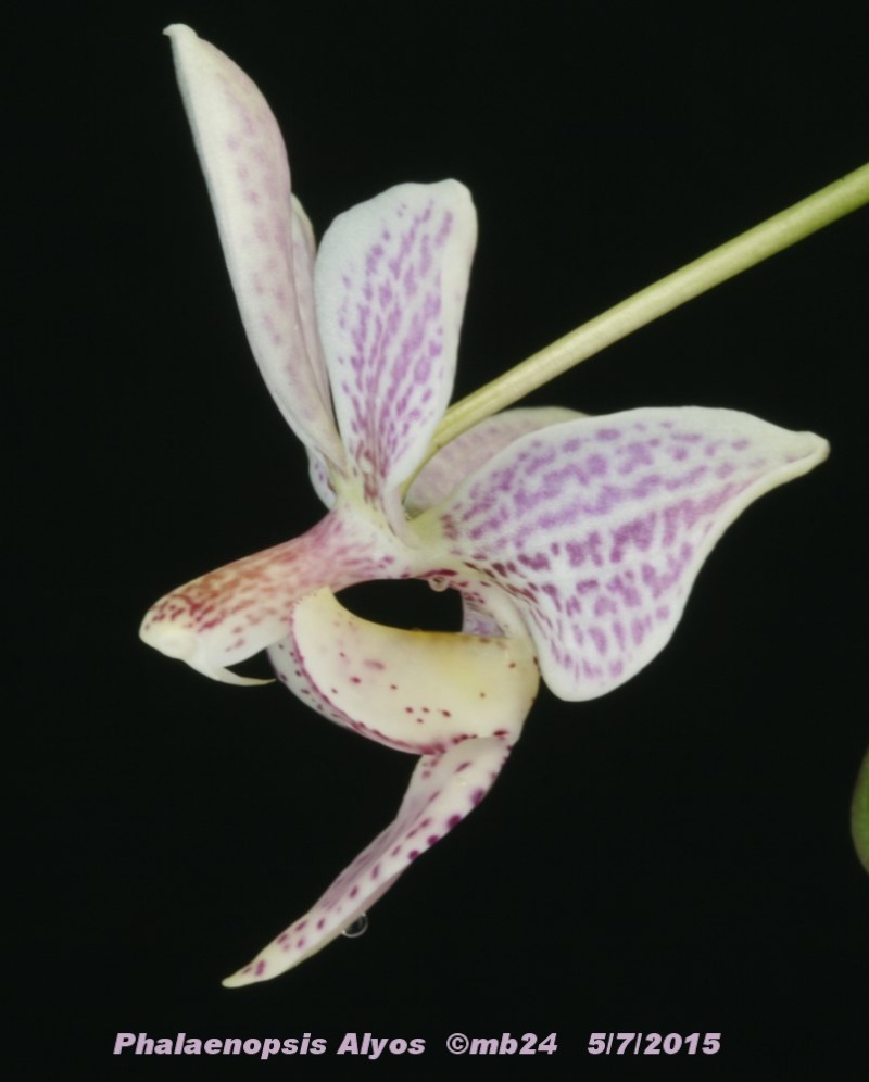  Phalaenopsis Alyos (schilleriana x finleyi) Phalae22