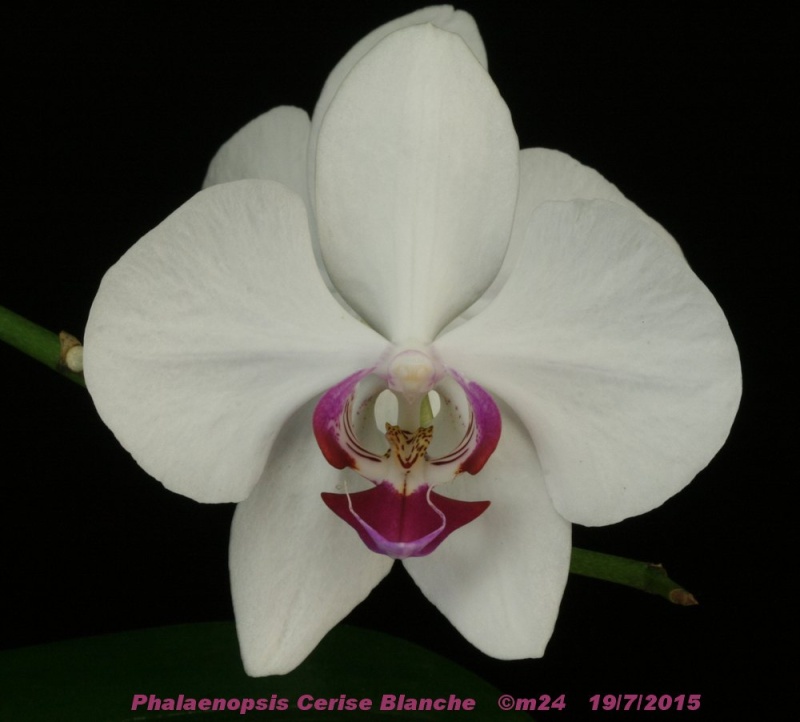 Phalaenopsis Cerise Blanche Phalae27