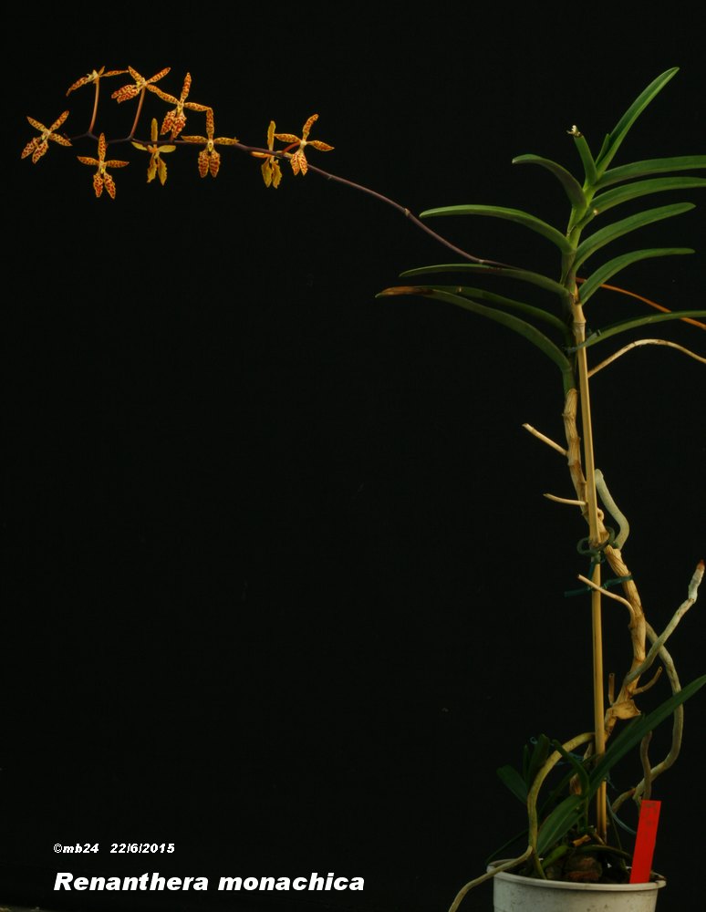 Renanthera monachica Renant10