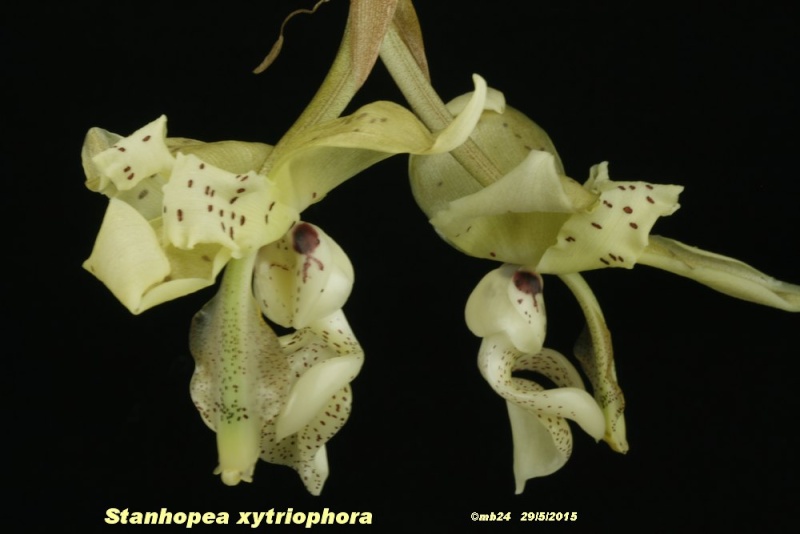 Stanhopea xytriophora Stanho11
