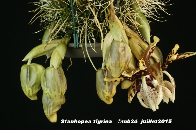 Stanhopea tigrina  Stanho20