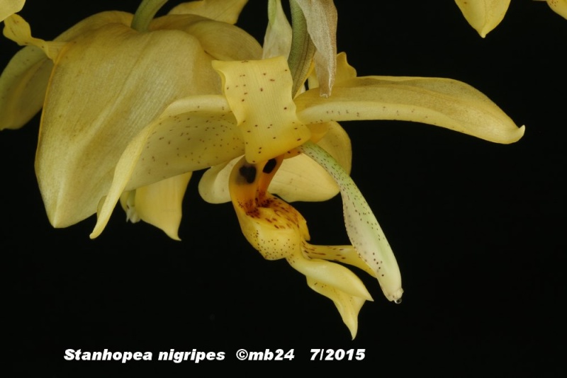 Stanhopea nigripes Stanho26