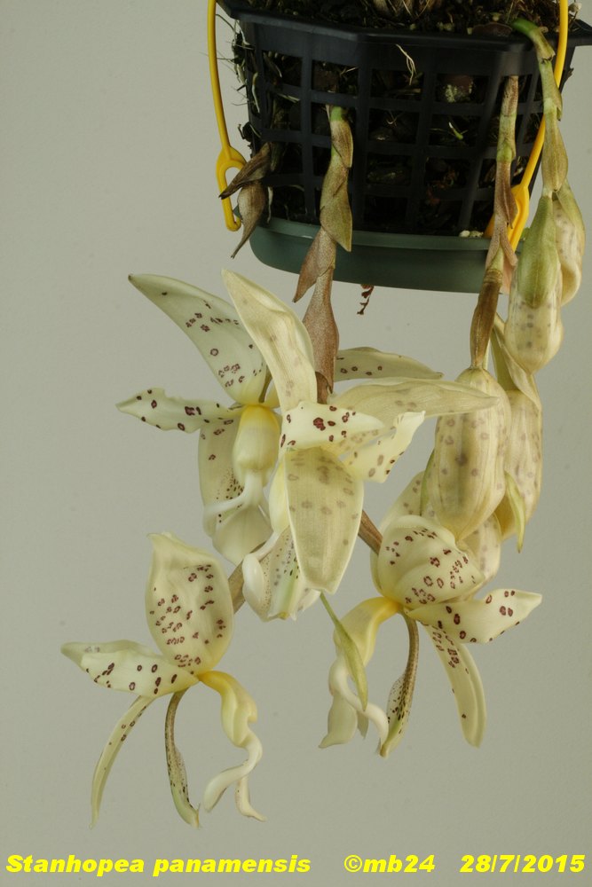 Stanhopea panamensis Stanho37