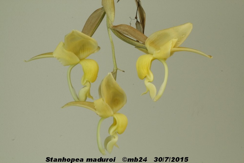 Stanhopea maduroi Stanho39