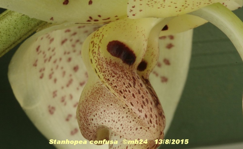 Stanhopea confusa  Stanho46