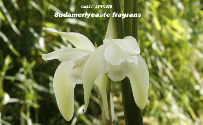 Sudamerlycaste ciliata (ex fragrans) Sudame11