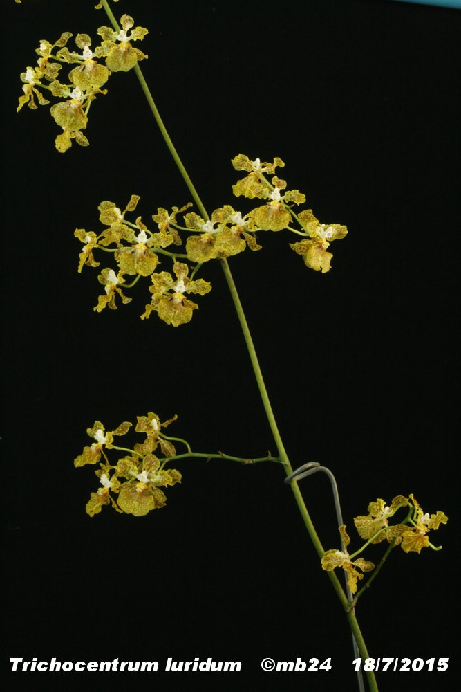 Trichocentrum luridum Tricho10