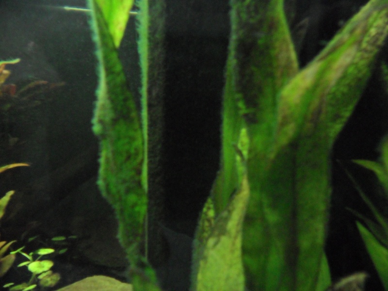 Différentes algues, plantes qui ne poussent pas Sam_0115