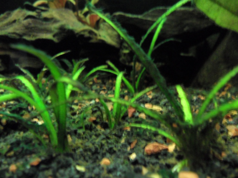 Différentes algues, plantes qui ne poussent pas Sam_0116