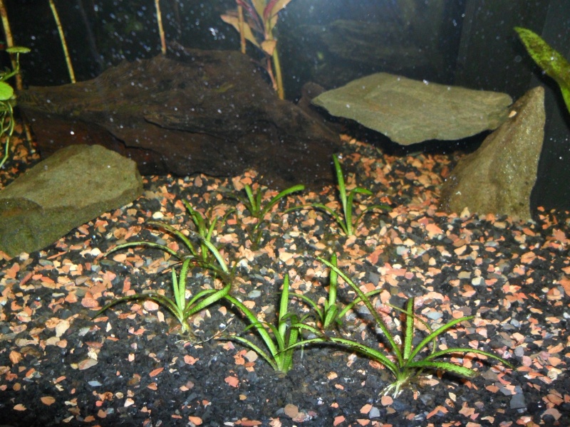 Différentes algues, plantes qui ne poussent pas Sam_0127