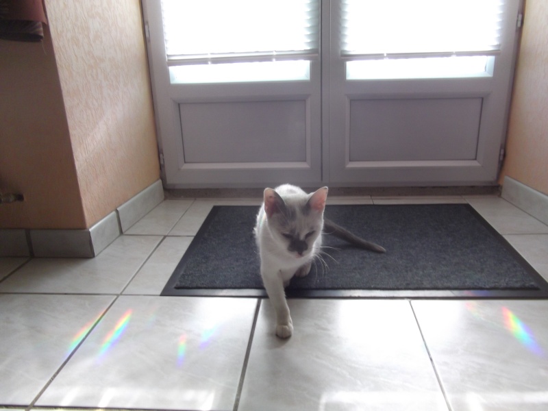 JULIA, chatte croisée siamoise blanc crème & fauve, née en janvier 2014 01810
