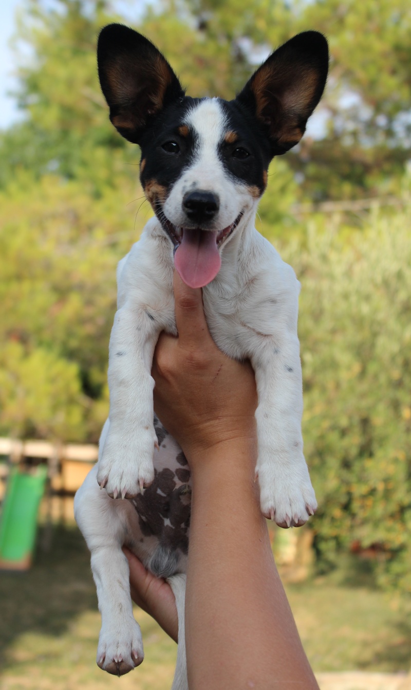 SEPTEMBRE : Hermès, mâle Jack Russell Terrier, 3 mois et demi Hermes10