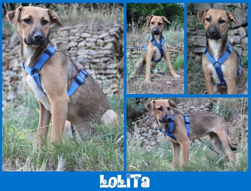 SEPTEMBRE : Lolita, femelle croisée berger, 6 mois Lolita10