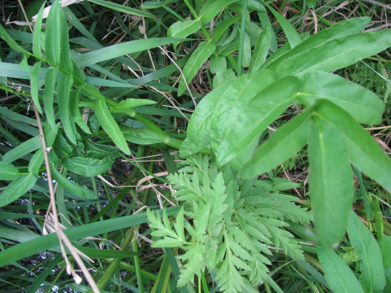 Sium latifolium Img_2910