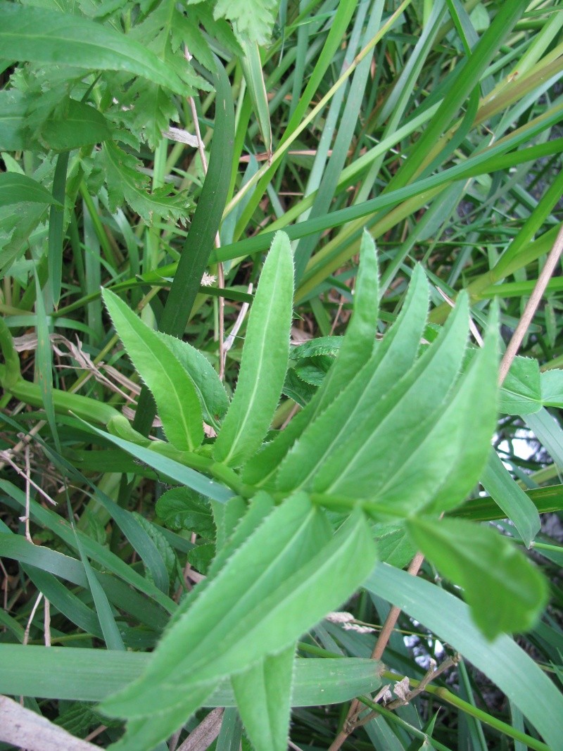 Sium latifolium Img_2913