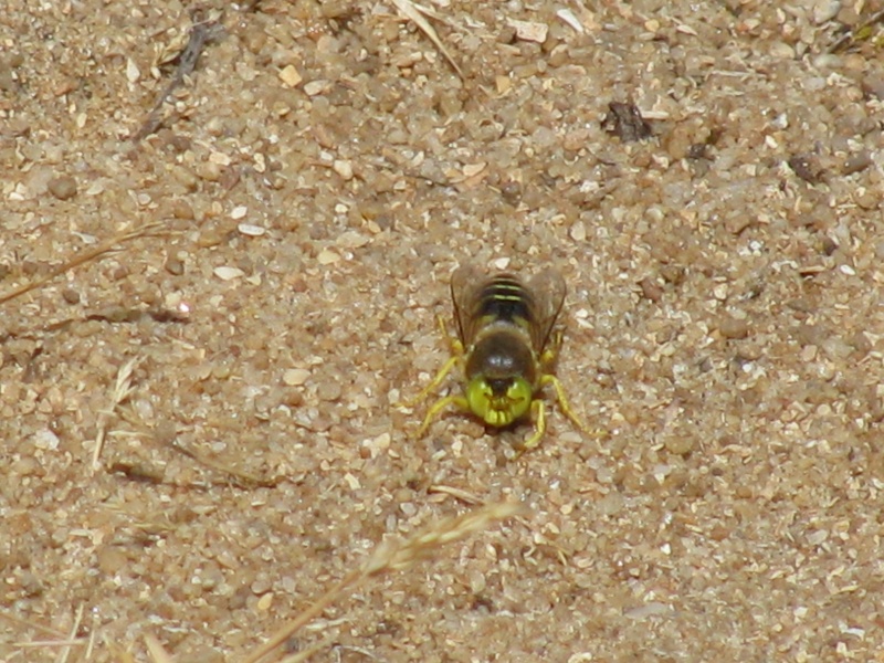 [Bembix rostrata] Yeux jaunes Img_3111