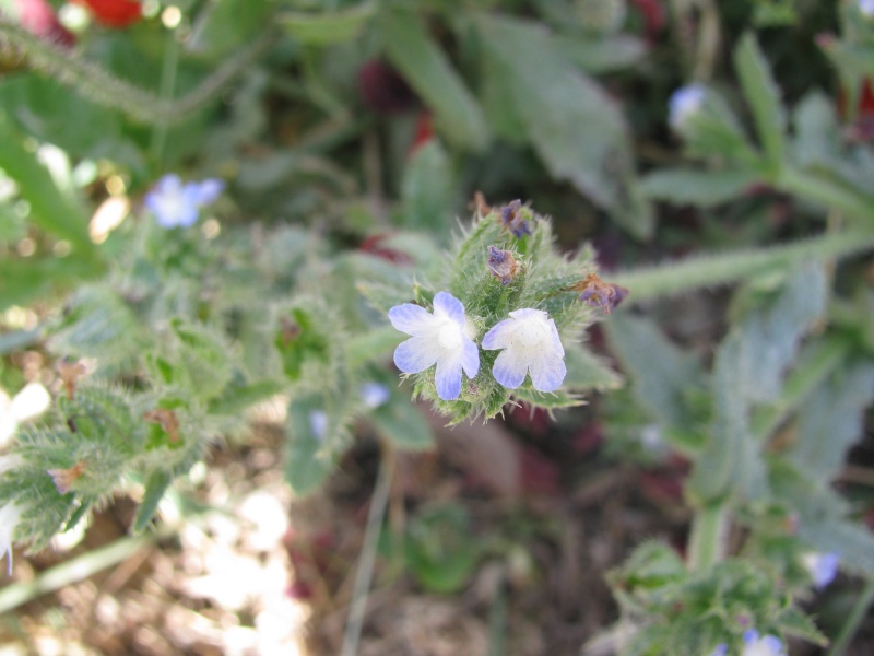 "Myosotis piquant" [Lycopsis arvensis] Img_3112