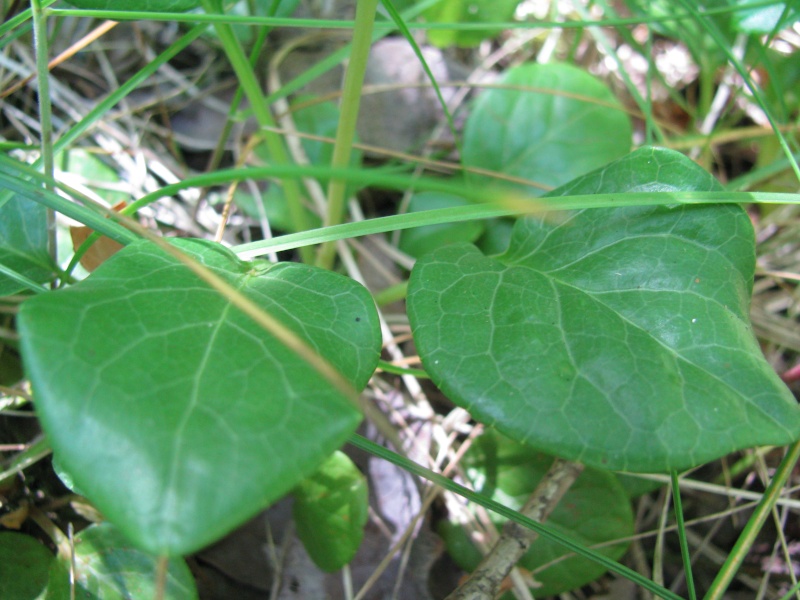 Pyrola rotundifolia Img_3119