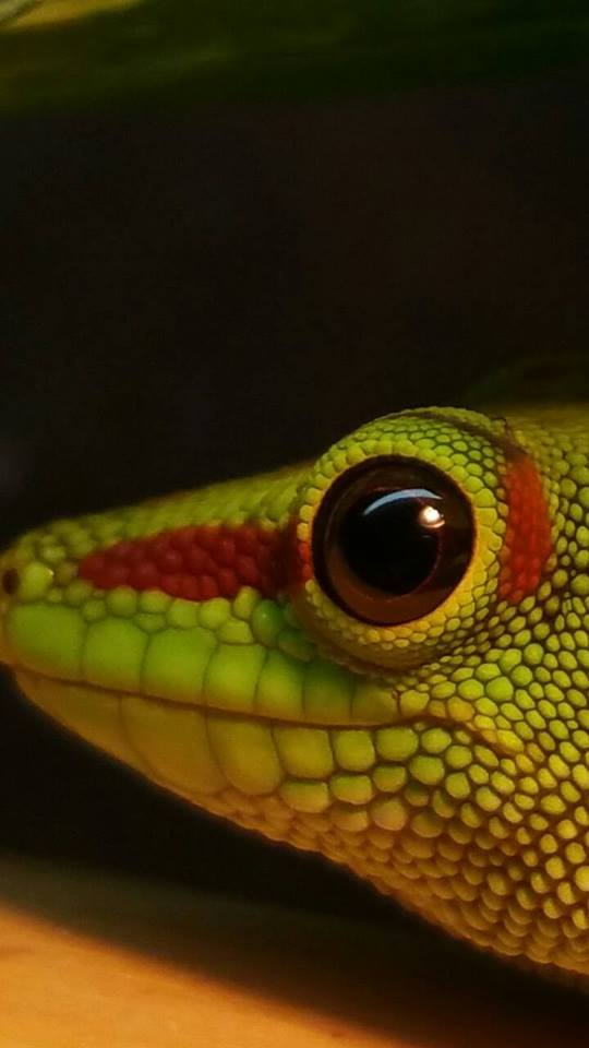 Concours Photos été 2015 [Thème : Le Regard du Reptile]   Hoya10