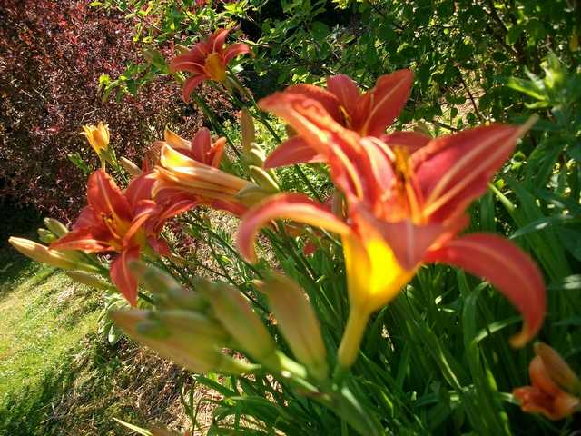 2015 - Hemerocallis !!! - Page 2 Fulva10