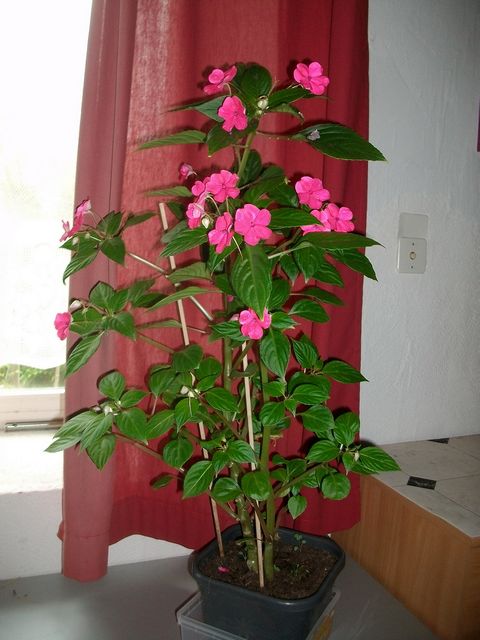 recherche Impatiens goutte de sang Impati10