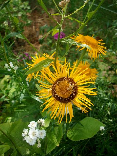 Coréopsis, scabiosa and co !!! - Page 9 Inula_10