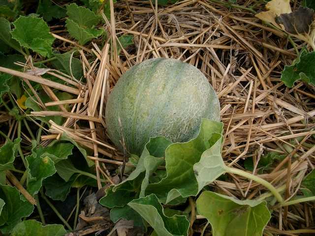 le bonheur du potager - Page 7 Melons11