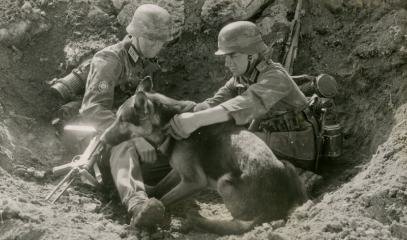 superbes photos de Gebirgsjager avec des chiens  Collie10