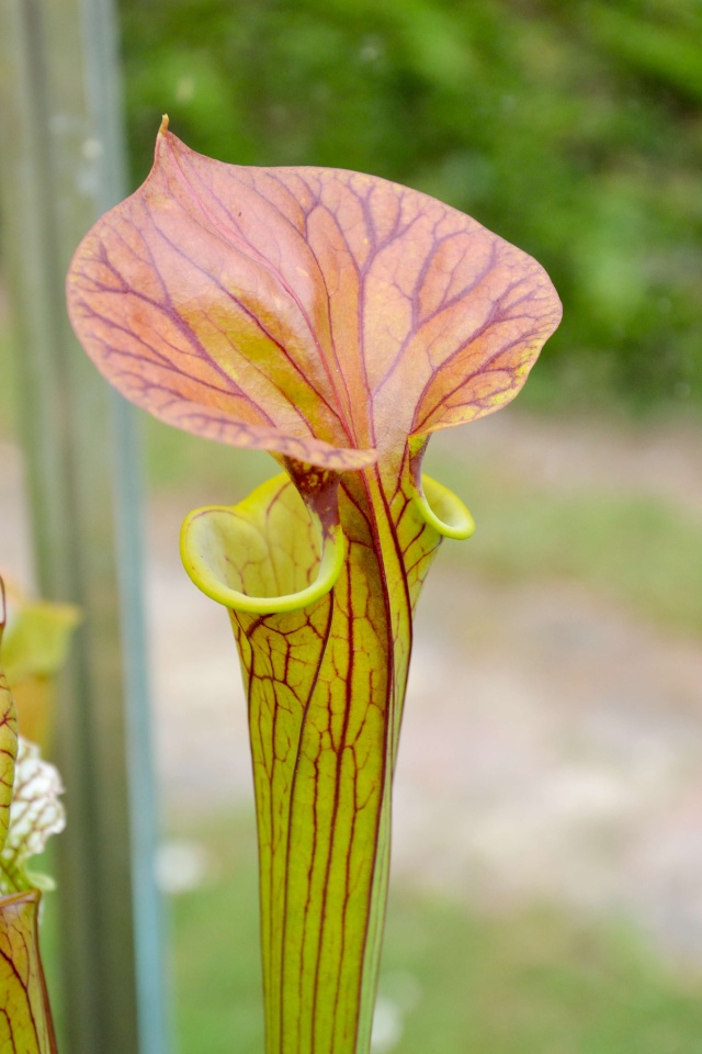 Sarracenia du matin Sarrac13